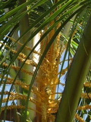 Cocos nucifera (Cocotier) - Floraison