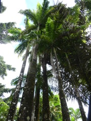 Roystonea regia (Palmier royal)