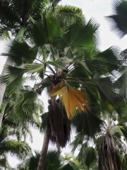 Pritchardia pacifica (Palmier éventail du Pacifique)