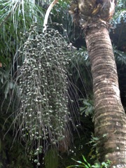 Syagrus romanzoffiana (Cocotier plumeux, palmier de la reine)