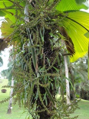Licuala grandis (Palmier cuillère)