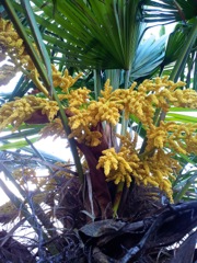 Trachycarpus fortunei (Palmier de Chine) - Floraison