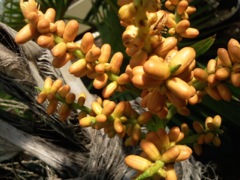 Brahea edulis (Palmier de Guadalupe)