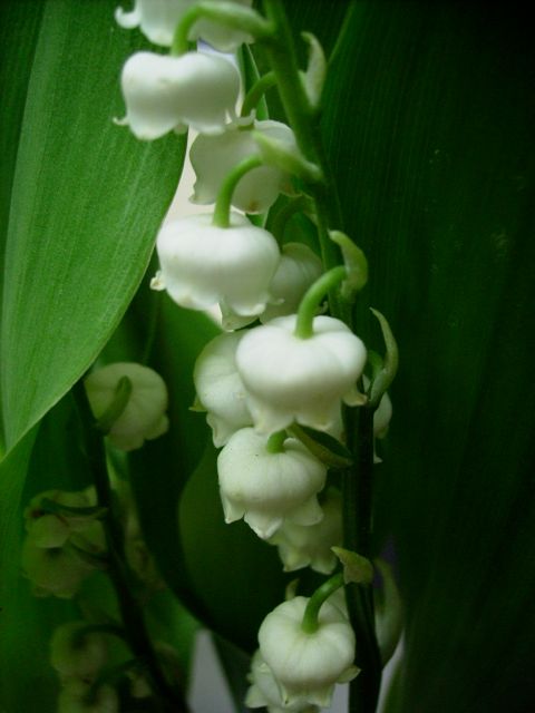 Convallaria majalis (Muguet de mai) - Extra