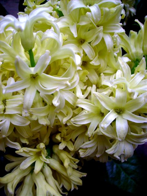 Hyacinthus orientalis (Jacinthe orientale) - Blanche
