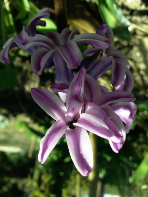 Jacinthe violette et blanche