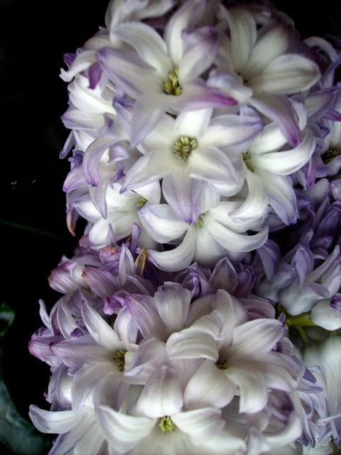 Hyacinthus orientalis (Jacinthe orientale) - Violette et blanche