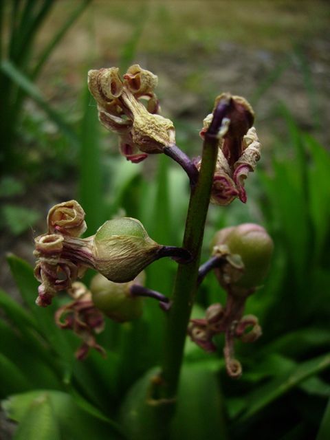 Hyacinthus orientalis (Jacinthe orientale) - Fruits