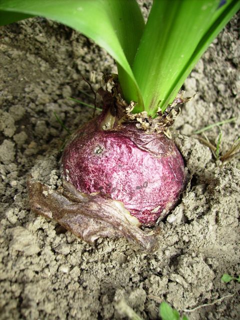 Hyacinthus orientalis (Jacinthe orientale) - Bulbe