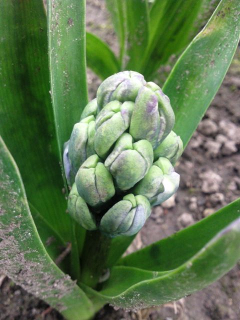 Hyacinthus orientalis (Jacinthe orientale) - Floraison