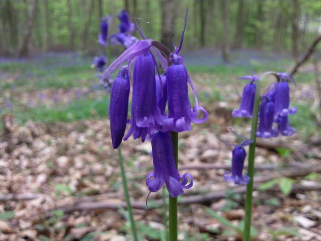 Hyacinthoides non-scripta (Jacinthe des bois) - Fleurs