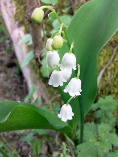 Convallaria majalis (Muguet de mai)