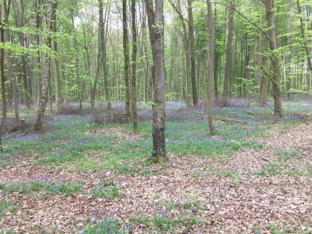 Hyacinthoides non-scripta (Jacinthe des bois) - Bois