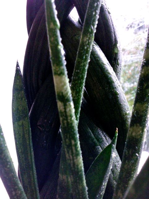 Sanseveria spaghetti