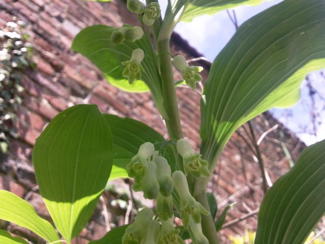 Polygonatum multiflorum (Sceau de Salomon multiflore)