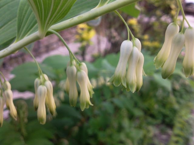 Polygonatum multiflorum (Sceau de Salomon multiflore) - Fleurs