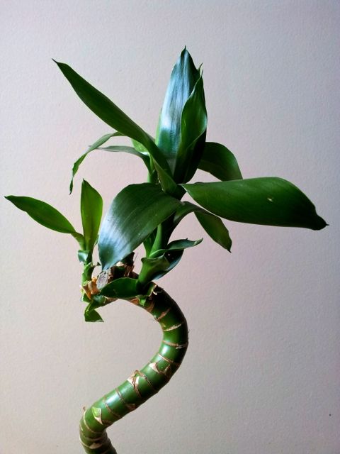 Dracaena sanderiana (Lucky Bamboo, Bambou de la Chance)