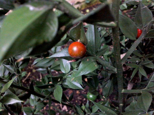 Ruscus aculeatus (Fragon faux houx) - Baie