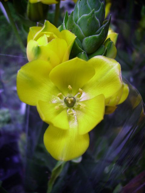 Ornithogalum - Jaune