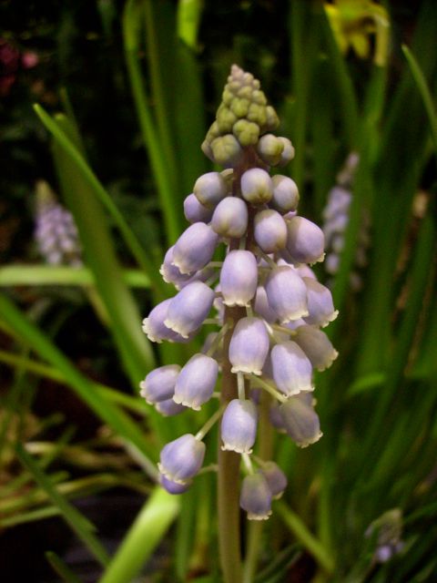 Muscari botryodes (Muscari botryde)