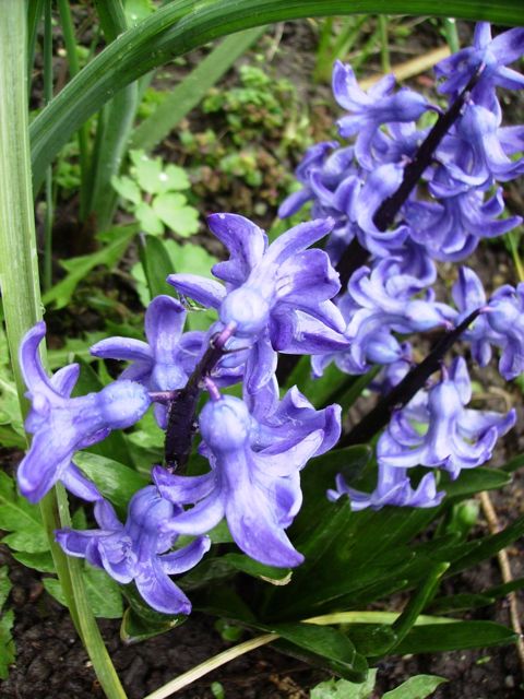Hyacinthus orientalis (Jacinthe orientale) - Bleue