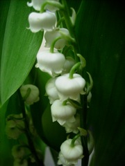 Muguet