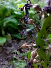 Hyacinthus orientalis (Jacinthe orientale) - Fructification