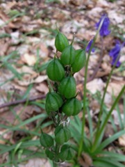 Hyacinthoides non-scripta (Jacinthe des bois) - Fruits