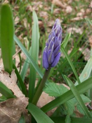 Hyacinthoides non-scripta (Jacinthe des bois) - Floraison