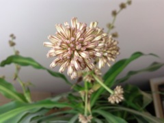 Dracaena fragans - Fleur