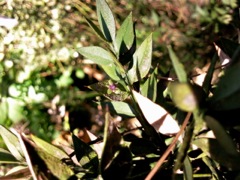 Ruscus