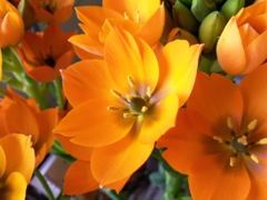 Ornithogalum dubium - Orange