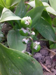 Convallaria majalis (Muguet de mai) - Fruit