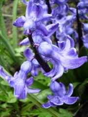 Hyacinthus orientalis (Jacinthe orientale) - Fleurs