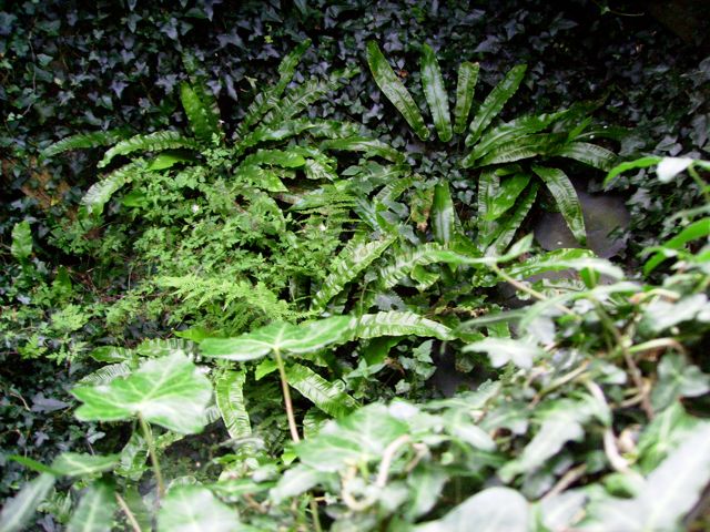 Asplenium scolopendrium  (Langue de cerf) - Groupe