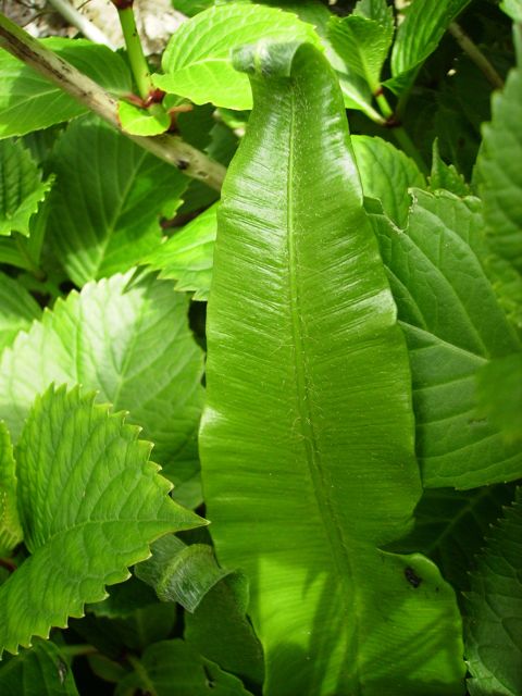 Asplenium scolopendrium  (Langue de cerf) - Crosse