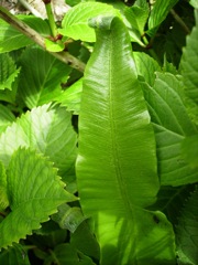 Asplenium scolopendrium  (Langue de cerf) - Crosse