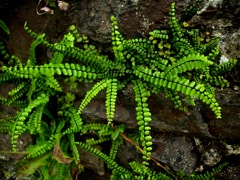 Asplénium trichomanes - Rocaille