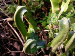 Asplenium scolopendrium  (Langue de cerf) - Crosses