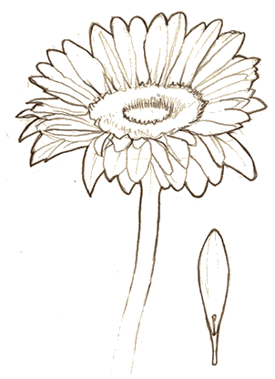 Dessin de Gerbera