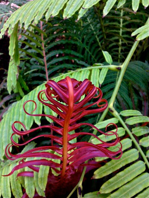 Blechnum brasiliense - Frondes rouges