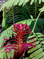 Blechnum brasiliense - Frondes rouges