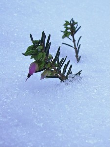 Erica carnea - Bruyère d'hiver