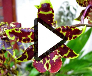 Odontoglossum Animation