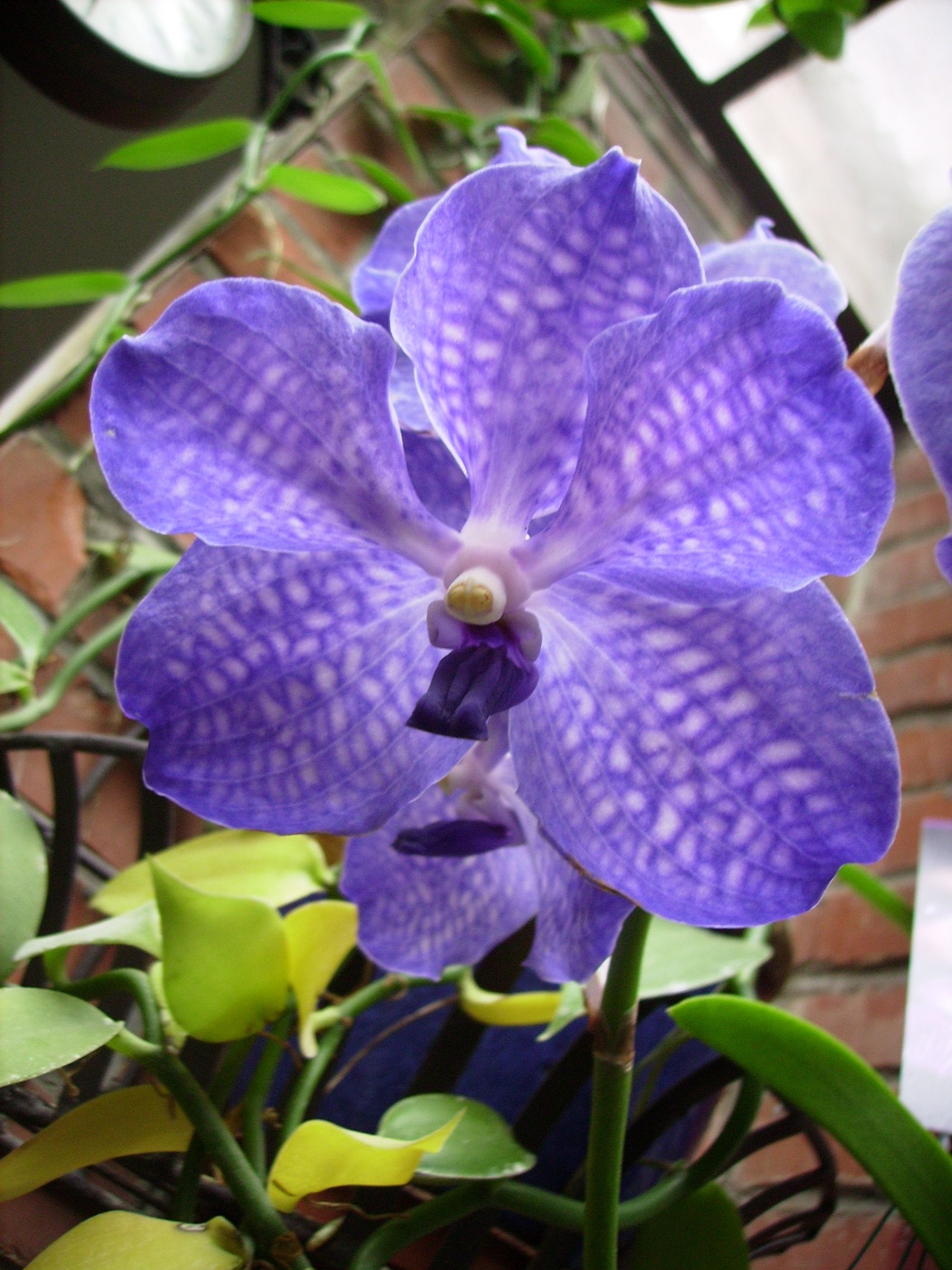 Orchidée Vanda et feuilles de vanille Espace Graphique