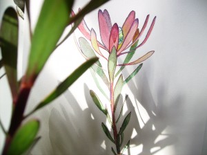 Protea Leucadendron