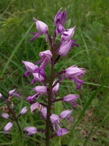 Orchis militaire