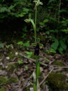 Ophrys mouche