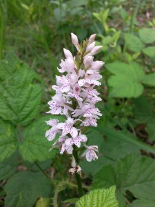 Orchis de Fuchs