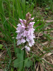 Orchis de fuchs rose